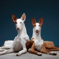 【獣医師監修】イビザン・ハウンドってどんな犬種？特徴と性格や飼い方・価格相場まで解説