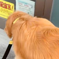 『床屋のおじいちゃん』に会いにきた大型犬→ドアを開け、再会を果たすと…『満喫しすぎな光景』に反響「優しい人をわかってる」「可愛すぎ」