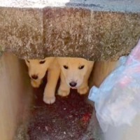 山の中で捨てられ、放置された『2匹の小さな子犬』→水も飲めないほど怖がっていて…保護後の『嘘のような表情』に感動「幸せそう」「涙出た…」