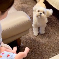 初めて『人間の赤ちゃん』を見て、つい吠えてしまった犬→戸惑いながらも受け入れ…愛に溢れた『30分後の光景』に反響「なんだろう、涙出る…」