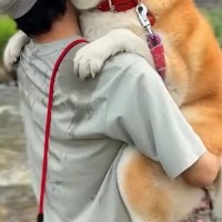 濡れるのが嫌いな『32キロの秋田犬』→自分で川に入ったのに、出れなくなって…子供のような『抱っこの光景』が33万再生「でっかい甘えん坊ｗ」