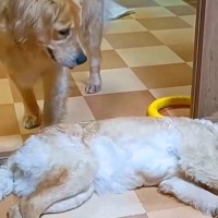 ドアの前で『通行止め』をする大型犬→もう1匹が通ろうとしても微動だにせず…思わずニヤける『可愛いやり取り』に反響「見てて幸せ」「平和」