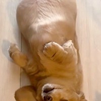 散歩にどうしても行きたくない犬→なぜか床で寝転がって…思わず笑ってしまう『抵抗の姿勢』が27万再生「お散歩キャンセル界隈」「癒される」