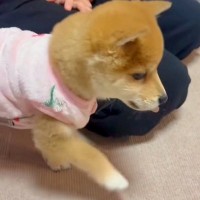 元気に走り回る子犬に『初めて服を着せてみた』結果→歩き方を忘れてしまい…『愛おしすぎる動き方』が7万再生「とてとて歩きｗ」「可愛すぎ」