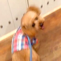 幼稚園へ愛犬を連れて行った結果→『寂しがるかな』と思いきや…ちょっぴり切ない『想定外な光景』が22万再生「全力で草」「相当楽しいんだね」