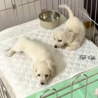『2匹の赤ちゃん犬』に近づいた結果→嬉しさが爆発して…破壊力が高すぎる『まさかの行動』に悶絶「人を沼らせる」「可愛い以上の言葉がない」