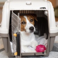 犬が『緊張しているとき』にみせる態度5つ　不安を感じているときのサインやリラックスさせる方法まで