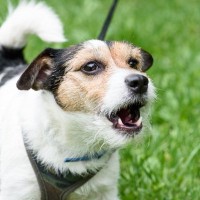 犬が『よく吠えてしまう』理由とは？吠え癖を改善させるために飼い主にできることまで