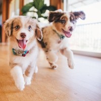 犬が『急にダッシュする』心理4つ　部屋の中で大興奮してしまう理由や落ち着かせる方法まで