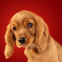 犬が苦手だと思う『色』5選　人間との見え方の違いや愛犬の興味を惹くカラーまで