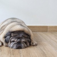 犬が『肥満』になる飼い主の絶対NG行為4選　理想的な体型とは？太らせすぎるリスクまで