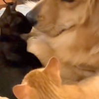 『死んでしまうのでは』と思うほど体調を崩した子猫→大型犬が心配をして…種族を超えた光景が18万再生「親子みたい」「なんて優しいお顔」