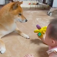 赤ちゃんを『家族』として認めていない犬→目をまったく合わせずに…6年後の『感動的な現在』が112万再生「全私が号泣した」「なんて素敵な話」