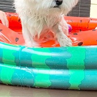 お庭でプールに入った犬→びしょ濡れになったのが嫌で…わかりやすい『後悔の表情』に13万いいねの大反響「ブチギレｗｗ」「目が据わってて草」