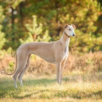 【獣医師監修】グレーハウンドってどんな犬種？特徴と性格や飼い方・価格相場まで解説