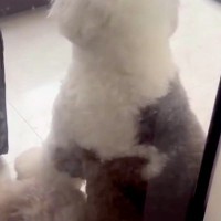 大型犬に『いつもより長めのお留守番』をしてもらった結果→帰宅すると、ドアの前で…人間の子どものような『拗ね方』に反響「めっちゃ可愛い」
