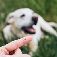 犬が亡くなるかもしれない『寄生虫』4選　寄生されるとどうなるの？危険な症状まで