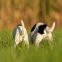 犬の『お尻』からわかる心理とは？不調のサインや見逃してはいけない異変まで