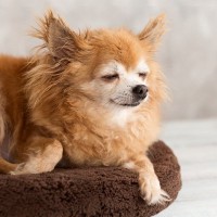 犬の『介護』は何歳から必要？シニア期に入ったワンコの体にあらわれる変化とは