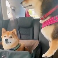 後部座席に乗っている2匹の柴犬→何気なく撮影していると…想像以上の『シンクロっぷり』が17万表示「すげぇ！」「一心同体で可愛すぎ」と絶賛