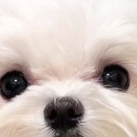 見つめてくる犬→よーく顔を見ていたら、唇が…ふと気づいた『まさかの事実』に3万いいね「可愛いけどジワジワくるｗｗ」「めっちゃたらこで草」