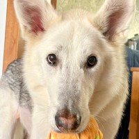 美形でカッコいい『オオカミ犬』→ヨーグルトを与えてみると…普段と違いすぎる『表情』に1万いいね「シロクマに見えるｗ」「手が私よりデカい」