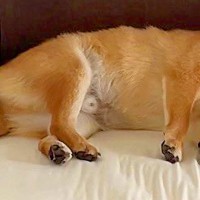 ベッドの隅っこで気持ちよさそうに眠る柴犬→完璧な『枕の使い方』が可愛すぎると4万いいね集まる「枕になりたい…」「フィット感ハンパないｗ」
