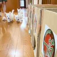 朝、7匹の子犬のご飯で『一蘭風のスペースを作ってみた』結果→思わず笑ってしまう光景が137万再生「めっちゃ可愛いｗｗ」「スムーズで草」