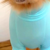 虫よけのため、大型犬に『ピチピチな服』を着せた結果→わかりやすく『不満そうな表情』になる光景が32万再生「納得してないｗ」「人間で草」