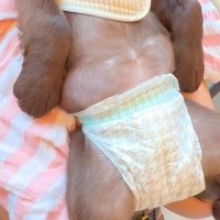 初めて病院に来た子犬→『待合室で怖がってしまうかな』と心配していたら…まさかの『大物すぎる光景』が188万再生「犬生何周目？」「人みたい」