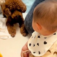 赤ちゃんに吠えまくる犬→同居犬が止めるために駆け寄って…想像以上の『圧のかけ方』が32万再生「ゼロ距離で草」「本人なにもわかってないｗ」