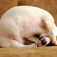 犬が『本気で嫌』だと思っているサイン4選　良かれと思ってやっている行動が愛犬に不快感を与えていることも…