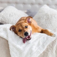 犬が『ふかふかしたところ』を好むワケ4つ　愛犬が快適だと感じる寝床づくりのコツまで