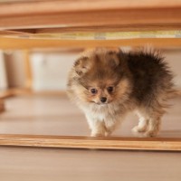 犬が『狭い場所』を好む理由4つ　ソファや家具の下から出てこないときの適切な対応まで