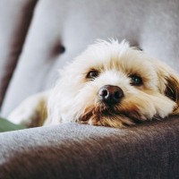 飼い主が帰宅しても犬が『無関心』な理由5つ　喜んでくれないのはなぜ？意外な本音とは