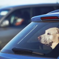犬を危険な目に遭わせる『飼い主のタブー行為』4つ　何気ない習慣が愛犬に悪影響を与えることも…