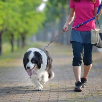犬を散歩中『目を離してはいけない』理由４選　起こり得るトラブルやリスクまで