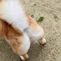犬が『おしりを地面にスリスリする』理由５選　治療が必要な病気やトラブルの可能性まで