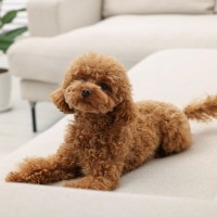 『ニオイが少ない』犬種５選　体臭が控えめなワンコの特徴やお手入れの注意点まで