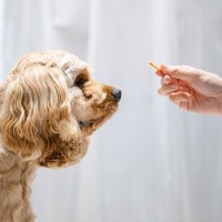 犬に絶対NGな『おやつの与え方』５選　飼い主のタブー行為や一日の適正量まで