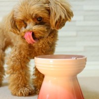 犬にご飯を与えるときの『タブー行為』5選　絶対にやってはいけない飼い主の行動とは？