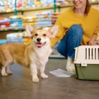 買わなくてもいい『犬グッズ』６選　意外と必要がないモノや無駄な出費を減らすコツまで
