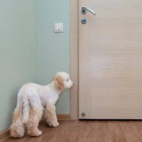 犬が飼い主のことを『トイレ前で待つ』心理５選　毎回ついてくるときの注意点まで解説