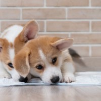 犬が『トイレに座って動かない』心理５選　主な理由や止めさせるための適切なしつけ方法まで