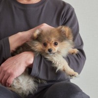 『傷つきやすい犬』の特徴5つ　些細なことでもショックを受けやすいワンコの共通点とは？