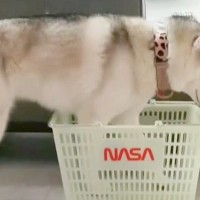小さなカゴを目の前にした大型犬→何をするのか見守っていたら…まさかの『猫化』する光景が53万再生「シンデレラフィットｗｗ」「液体で草」