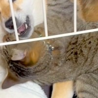 犬のことを愛しすぎている猫→大好きが溢れてしまい…まるでカップルのような『想像以上の光景』が59万再生「愛が重いｗｗ」「私も混ざりたい」
