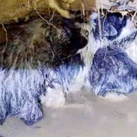 大雨で水没する直前に発見された『野犬の赤ちゃん』→体は冷え切り、泥だらけで…緊急保護の様子に称賛「温もりをありがとう」「幸せへの一歩」