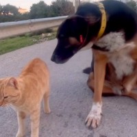 『野良犬のことが大好きな猫』が『大嫌いな猫』と一緒にいたら…混乱と葛藤が渦巻く光景が123万再生「感情迷子ｗｗ」「最後ヤバい」【海外】