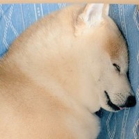 獣医に『お？結構筋肉質だね』と言われた柴犬→あまりにも『説得力のない光景』に2万いいね集まる「ムキムキというよりモチモチ」「可愛いｗ」